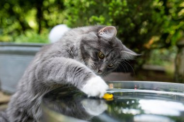 Maine Rakunu su kabında balık tutan Kedi