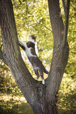 Büyük ağaca tırmanan kedi.