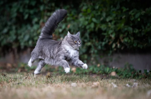 Maine coon cat running flying mid air — Stock Photo, Image