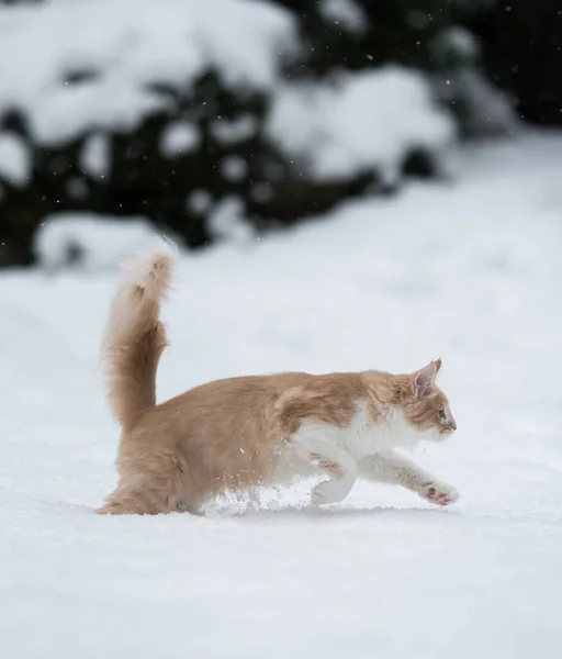 Maine coon kat wandelen door de sneeuw — Stockfoto