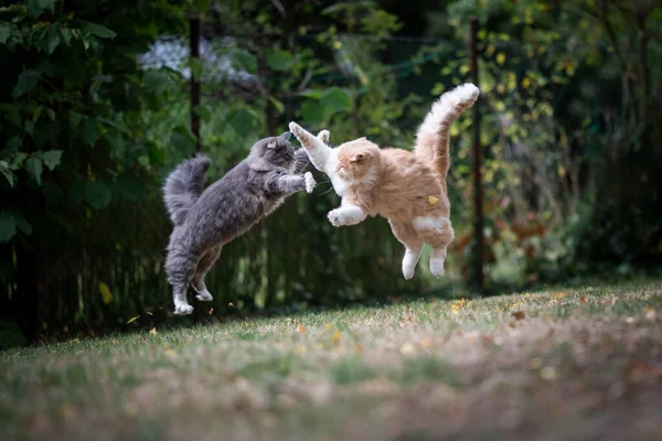 Dois brincalhão lutando maine casulo gatos saltando ao ar livre — Fotografia de Stock