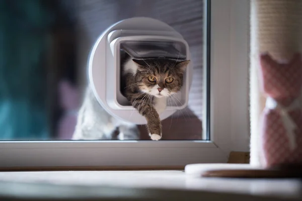 Katze läuft durch Katzenklappe in Fenster — Stockfoto