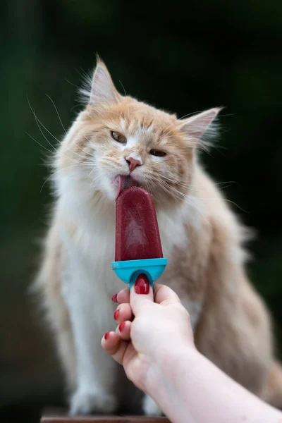 Gato lamiendo helado en verano — Foto de Stock