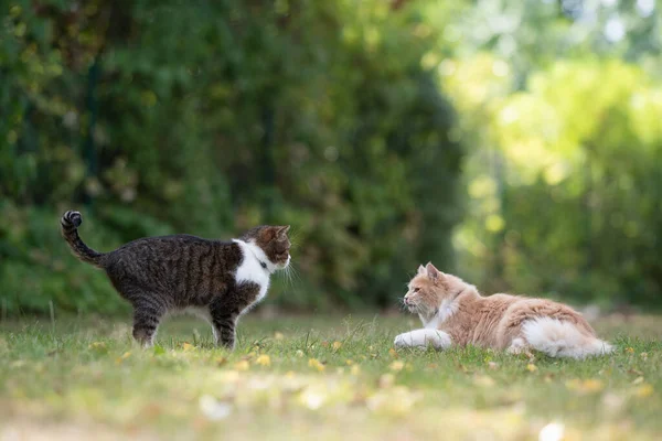 Две кошки разных пород встречаются на открытом воздухе — стоковое фото