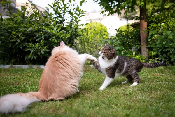 Gatos tendo uma luta no jardim — Fotografia de Stock