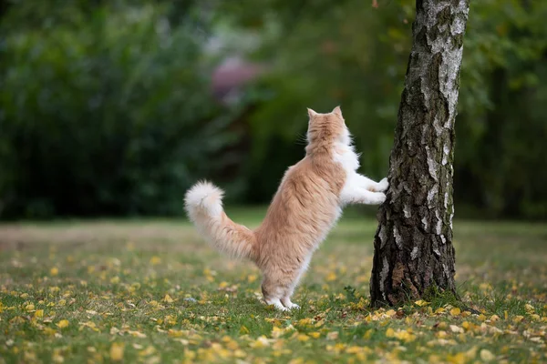 Katze zieht im Herbst an Birke auf — Stockfoto