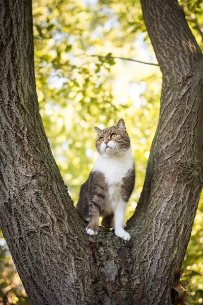 나무의 갈라진 틈에서 정원을 관찰하는 고양이 — 스톡 사진