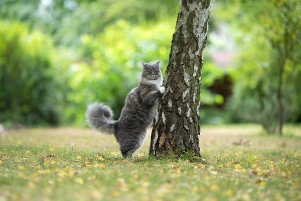 Gato criando arriba en árbol al aire libre —  Fotos de Stock