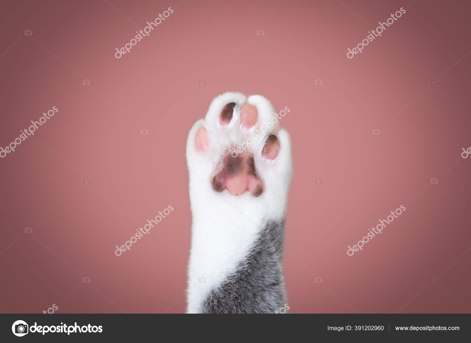 Cats paw with copy space — Stock Photo © FurryFritz #391202960