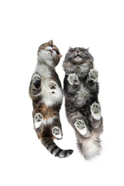 İki farklı cins kedinin alt görüntüsü