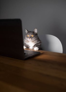 kedi bilgisayar ekranına bakıyor