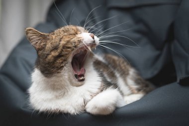 Esneyen kedi fasulye çuvalında dinleniyor.