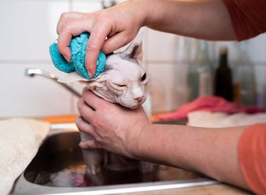 hairless cat taking a bath in the sink clipart