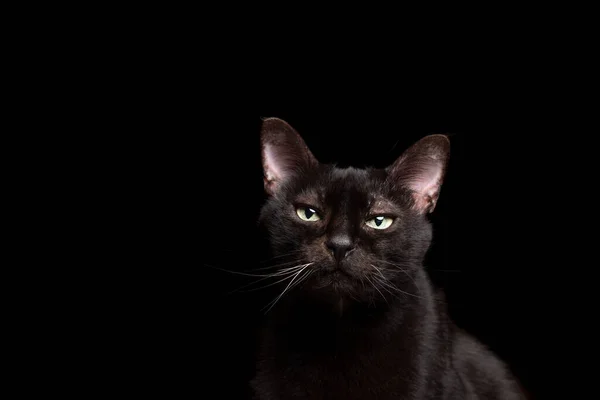 Fekete macska fekete háttér portré — Stock Fotó