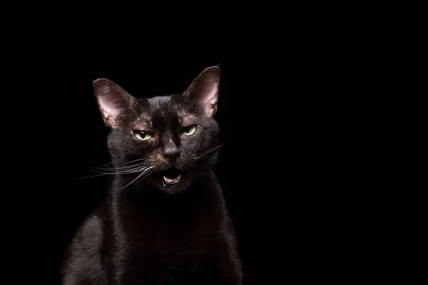 Gato negro maullando con la boca abierta —  Fotos de Stock