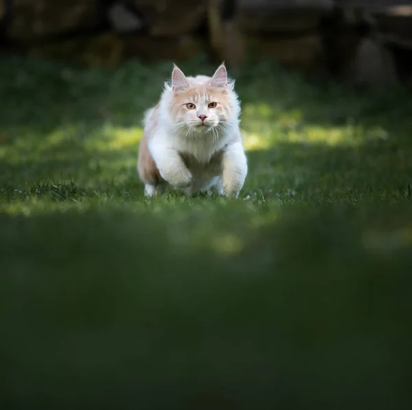 Çimenlerde koşan kedi — Stok fotoğraf