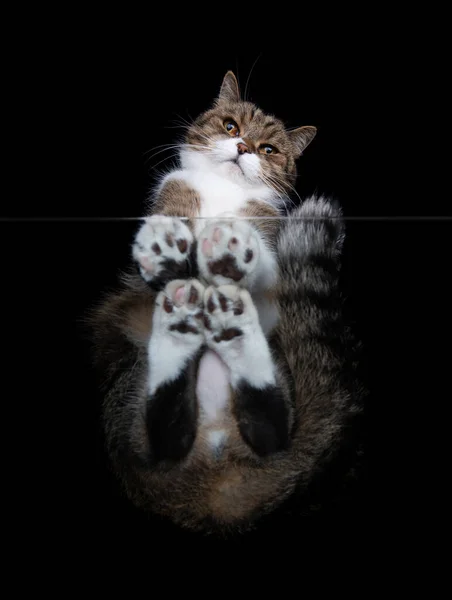 Kočka na skleněném stolku pohled zdola — Stock fotografie