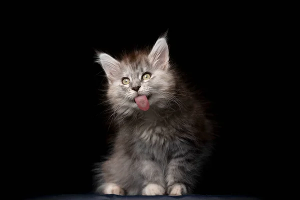 Maine coon kitten studio portret — Stockfoto