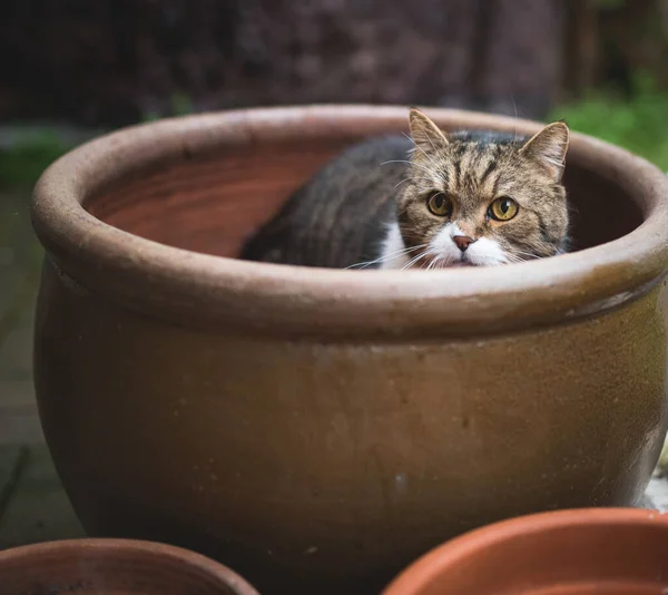 Macska bujkál -ban növény pot — Stock Fotó