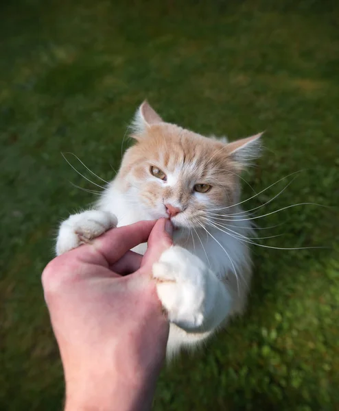 Alimentação ganancioso gato ao ar livre — Fotografia de Stock