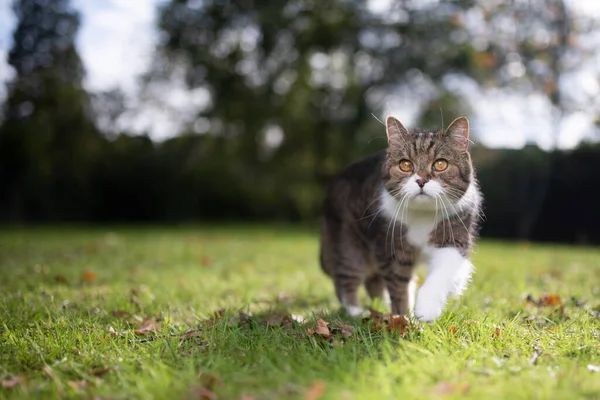 Britânico shorthair gato no jardim — Fotografia de Stock