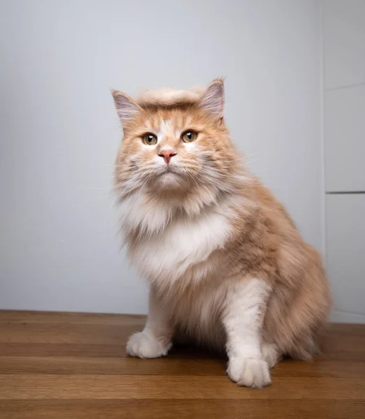 Lustiges Katzenporträt mit Trumpfhaarperücke — Stockfoto