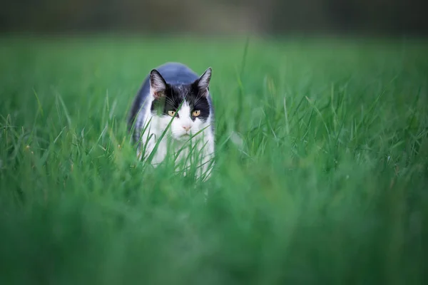 Tarlada pusuya yatmış kedi — Stok fotoğraf