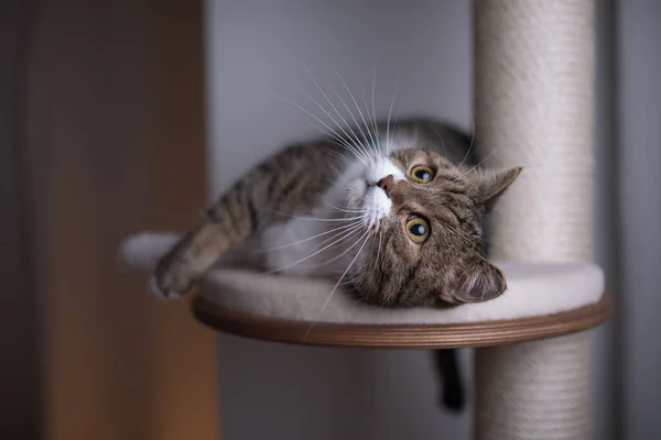 Katze entspannt sich auf Kratzpfosten — Stockfoto