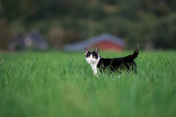 Çiftlikte otların arasında pusuya yatmış kedi. — Stok fotoğraf