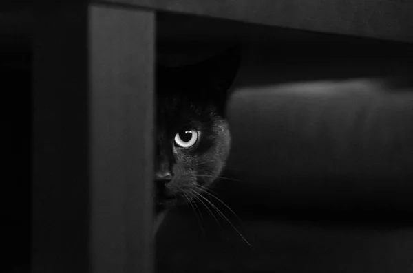 Gato preto escondido debaixo da mesa — Fotografia de Stock