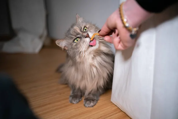 Mão alimentando gato suspeito — Fotografia de Stock