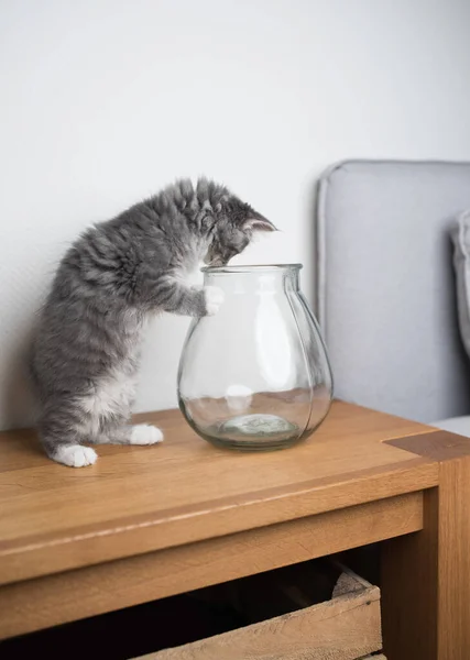 Игривый котёнок смотрит в стеклянную вазу — стоковое фото