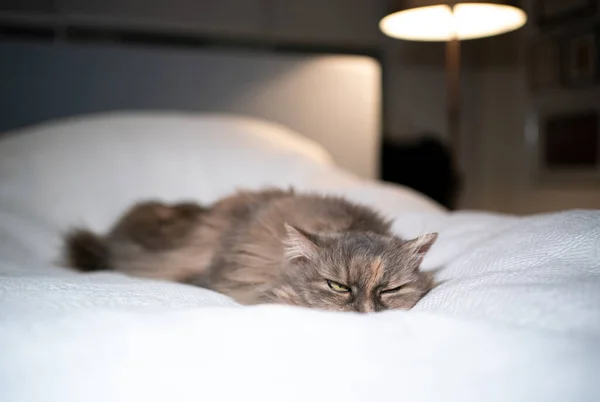 Chat fatigué se reposant sur le lit — Photo