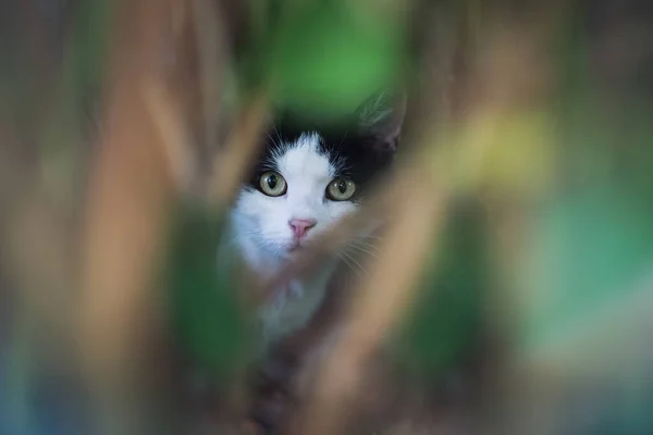 Kedi çalılıklarda saklanıyor. — Stok fotoğraf