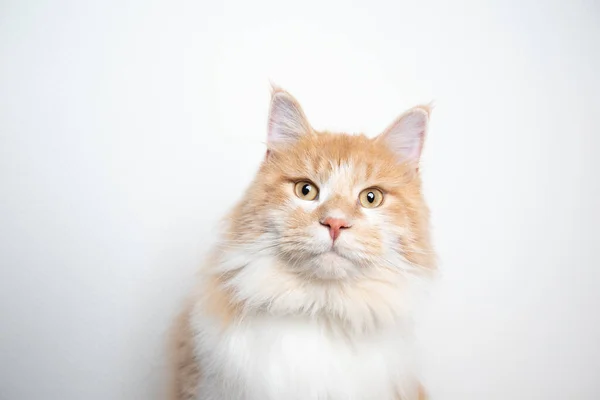 メインコーン猫の肖像画 — ストック写真