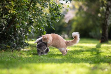 Bahçede oynayan iki kedi.