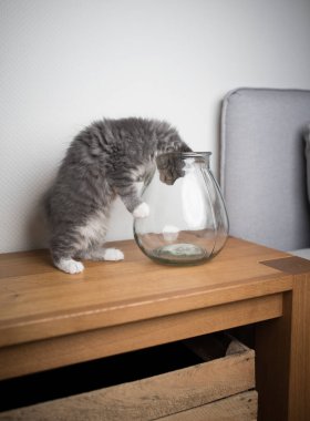 Cam vazoya bakan oynak kedi yavrusu
