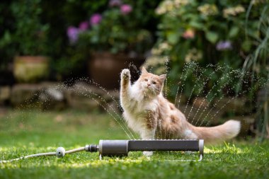 Kedi bahçe fıskiyesiyle oynuyor.