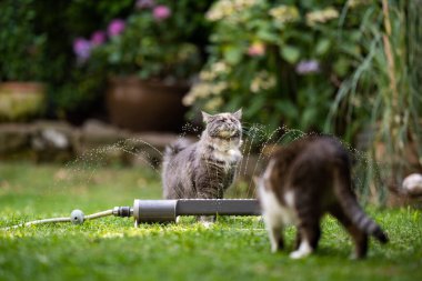 Kedi bahçesi fıskiyesi