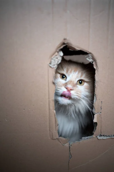 Cat indside of cardboard box looking out — Stock Photo, Image