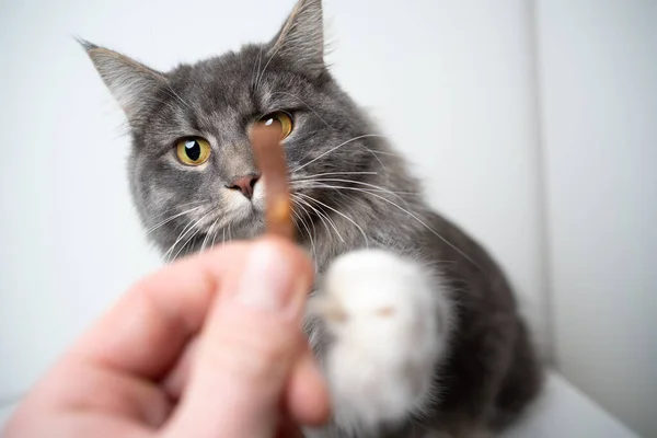 Karmienie głodny maine coon kot — Zdjęcie stockowe