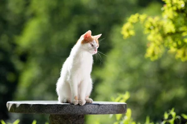 Білий імбирний кіт сидить на садовому столі на сонячному світлі — стокове фото