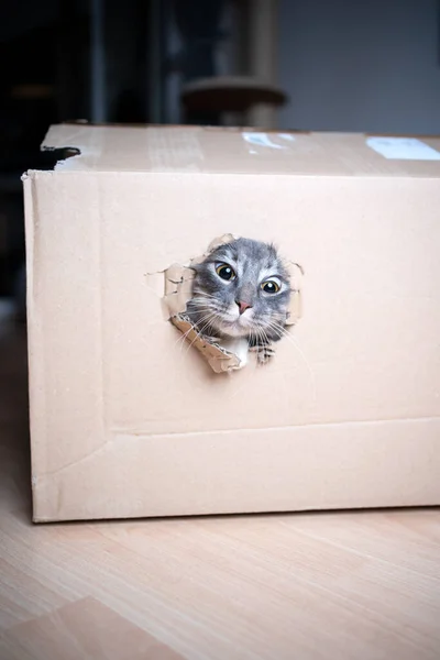 Chat serrant à travers le trou dans la boîte en carton — Photo