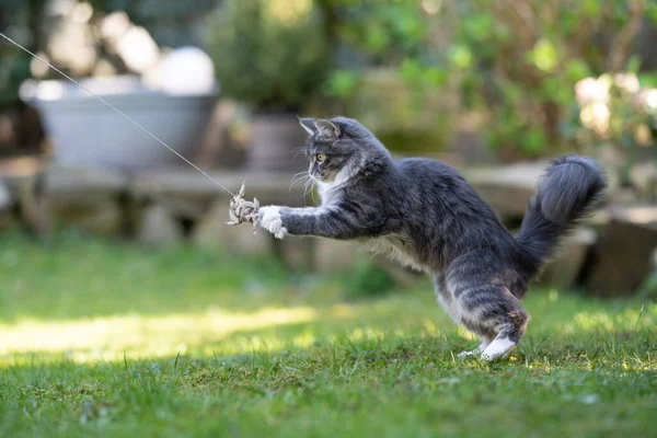 Gato brincando no jardim — Fotografia de Stock