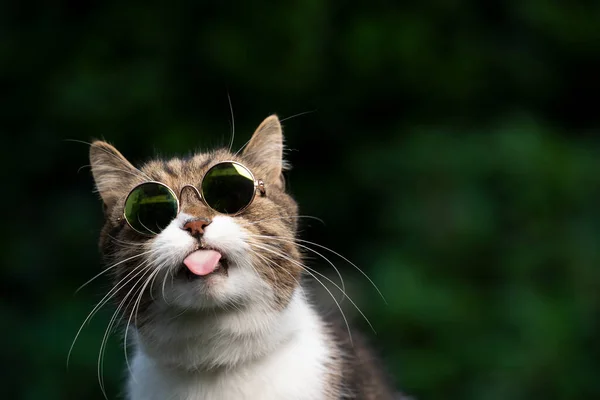แมวซุกซนใส่แว่นตา — ภาพถ่ายสต็อก
