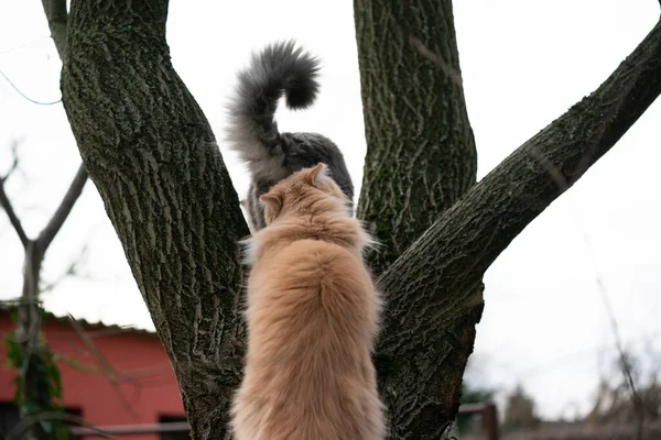 Cat smelling butt of another cat — Stockfoto