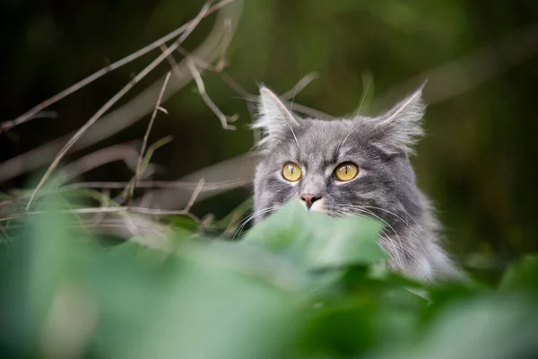 Kedi doğayı gözlemliyor. — Stok fotoğraf