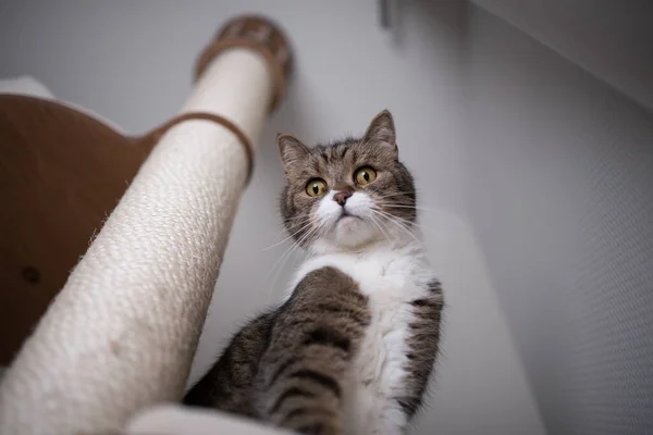 Neugierige Katze schaut von Kratzpfosten herunter — Stockfoto