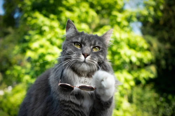 酷猫摘下太阳镜 — 图库照片