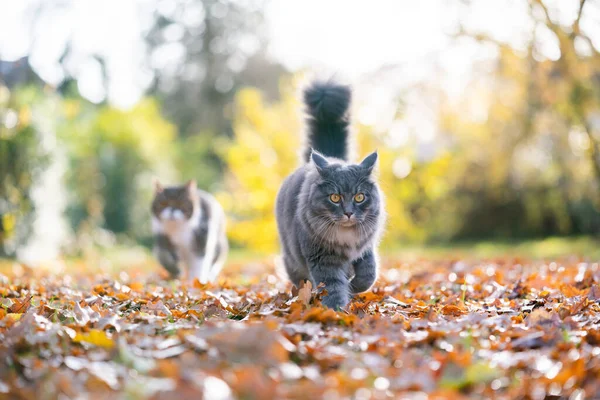 Two prowling cats in autumn — Stock Photo, Image